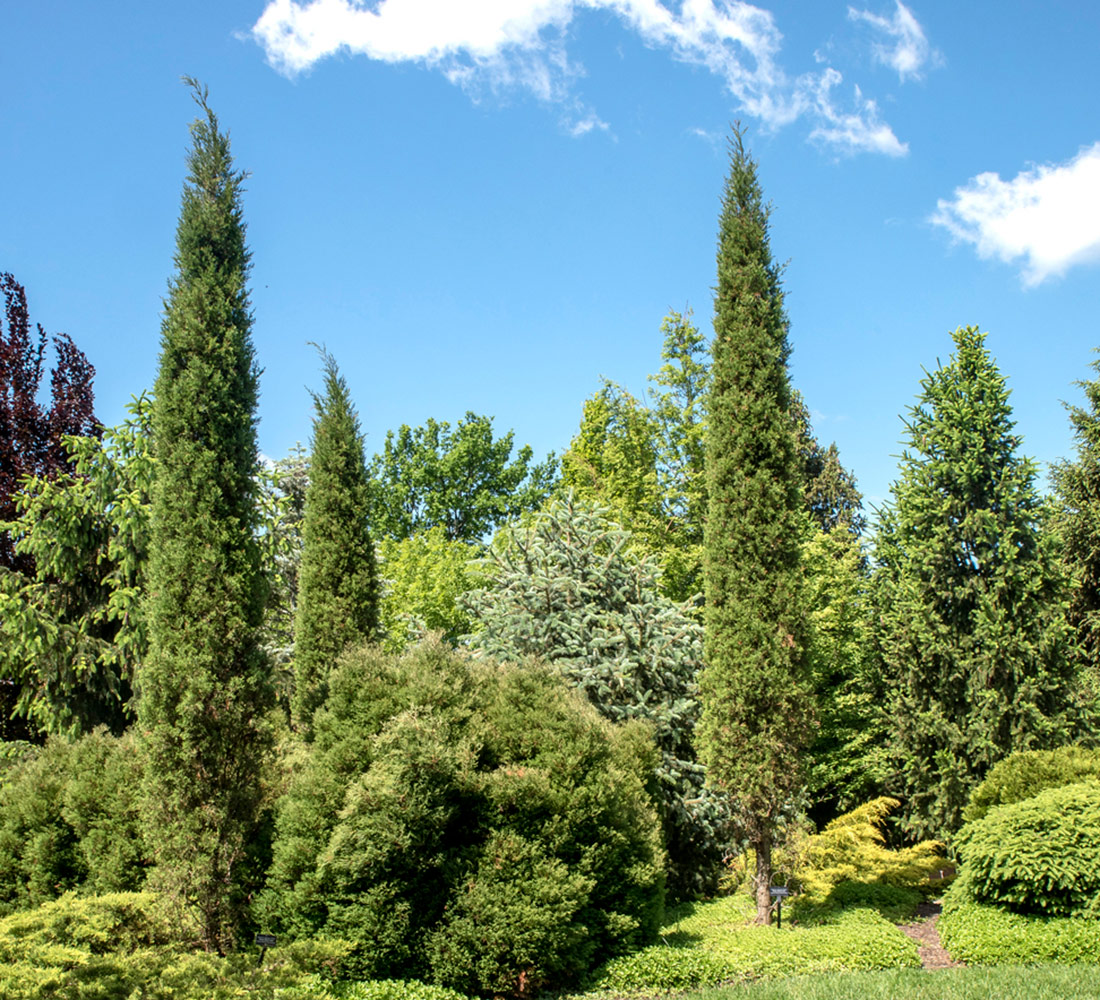 Taylor eastern red cedar