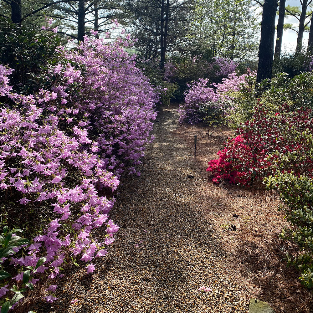 mix of azlaea varieties planted along a shady garden path